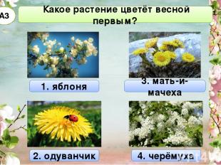 Какое растение цветёт весной первым? А3 1. яблоня 3. мать-и-мачеха 2. одуванчик