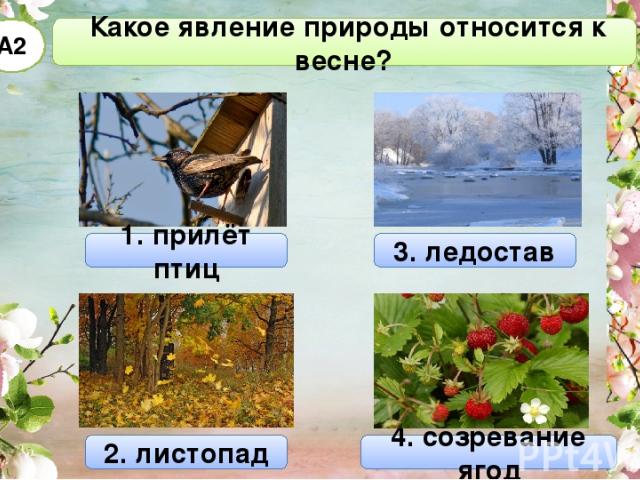 Какое явление природы относится к весне? 1. прилёт птиц А2 3. ледостав 2. листопад 4. созревание ягод