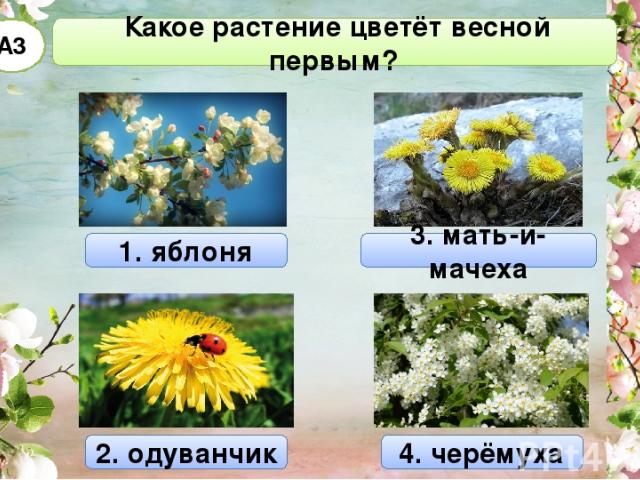 Какое растение цветёт весной первым? А3 1. яблоня 3. мать-и-мачеха 2. одуванчик 4. черёмуха