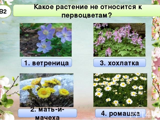 3. хохлатка Какое растение не относится к первоцветам? В2 1. ветреница 2. мать-и-мачеха 4. ромашка