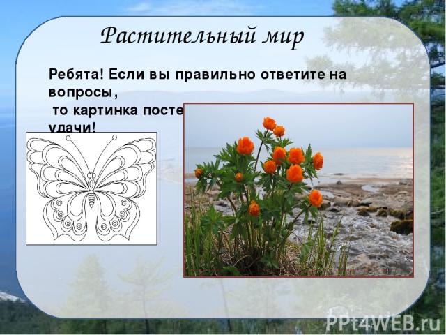 Хвойные Широколиственные Какие основные виды деревьев растут на Байкале?