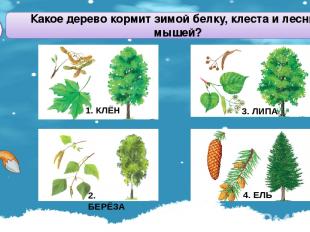 Какое дерево кормит зимой белку, клеста и лесных мышей? А1 2. БЕРЁЗА 3. ЛИПА 4.