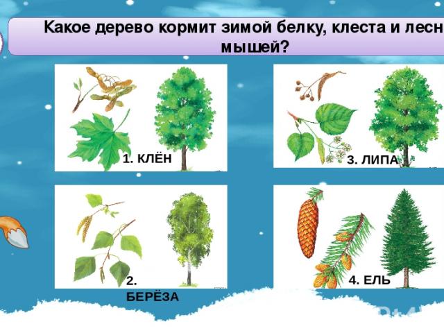 Какое дерево кормит зимой белку, клеста и лесных мышей? А1 2. БЕРЁЗА 3. ЛИПА 4. ЕЛЬ 1. КЛЁН