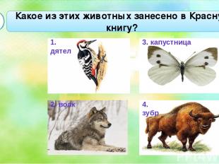 Какое из этих животных занесено в Красную книгу? А3 1. дятел 2. волк 3. капустни