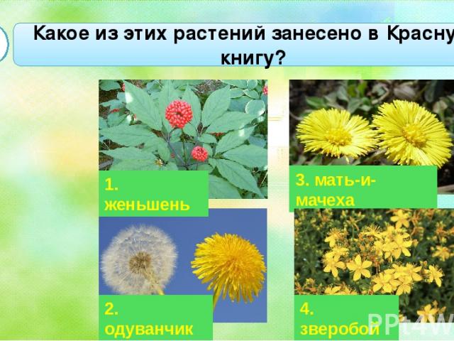 Какое из этих растений занесено в Красную книгу? А2 2. одуванчик 3. мать-и-мачеха 4. зверобой 1. женьшень