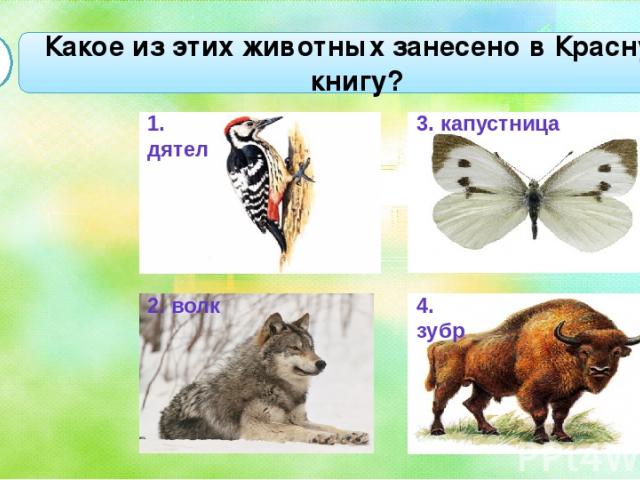 Какое из этих животных занесено в Красную книгу? А3 1. дятел 2. волк 3. капустница 4. зубр