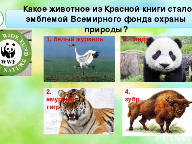 Какое животное из Красной книги стало эмблемой Всемирного фонда охраны природы? В1 4. зубр 1. белый журавль 2. амурский тигр 3. панда