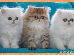 Какая порода относится к кошкам? А2 1. такса 2. колли 3. персидская 4. пудель