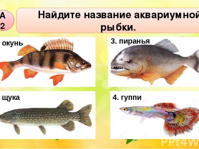 А2 Найдите название аквариумной рыбки. 1. окунь 2. щука 3. пиранья 4. гуппи