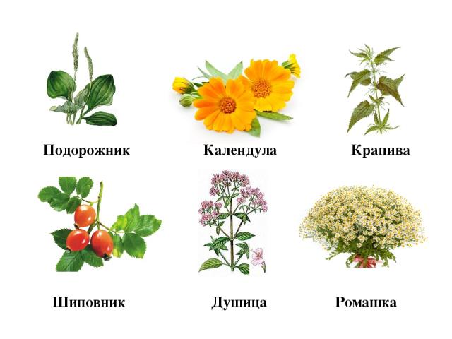 Лекарственные растения белгородской области фото и описание