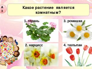 Какое растение является комнатным? А3 2. нарцисс 3. ромашка 4. тюльпан 1. герань