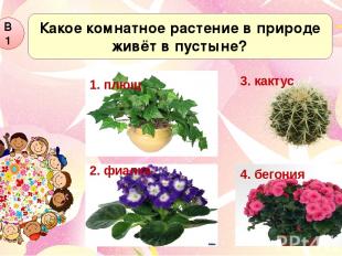 Какое комнатное растение в природе живёт в пустыне? В1 1. плющ 2. фиалка 4. бего