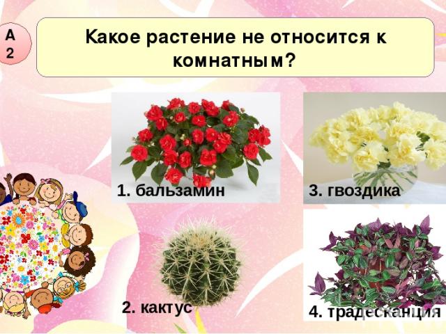Какое растение не относится к комнатным? А2 1. бальзамин 2. кактус 4. традесканция 3. гвоздика