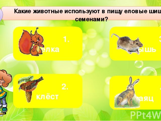 Какие животные используют в пищу еловые шишки с семенами? С1 3. мышь 4. заяц 1. белка 2. клёст