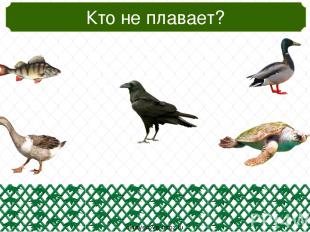 Кто из животных не хищник? oineverova.usoz.ru