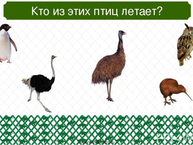 Кто попал в зоопарк случайно? oineverova.usoz.ru