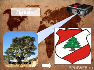 Ливан кедр ливанский