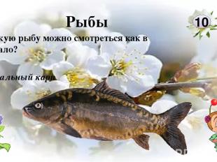 Сом На какой рыбе ездит водяной в русских народных сказках? 50 Рыбы