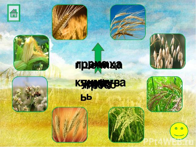 ячмень овёс просо рис пшеница гречиха кукуруза рожь