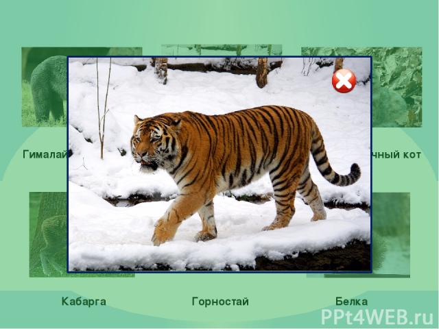 Гималайский медведь Амурский тигр Дальневосточный кот Кабарга Горностай Белка