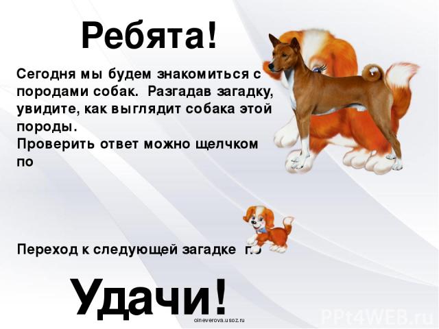 Ребята! Сегодня мы будем знакомиться с породами собак. Разгадав загадку, увидите, как выглядит собака этой породы. Проверить ответ можно щелчком по Переход к следующей загадке по Удачи! oineverova.usoz.ru