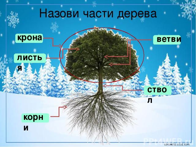 Назови части дерева крона корни ствол листья ветви corowina.ucoz.com