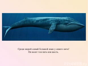 Среди зверей самый большой язык у синего кита! Он весит тон пять или шесть.