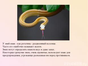 У змей язык - как рогатина - раздвоенный на конце. Часто его ошибочно называют ж