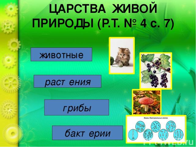 ЦАРСТВА ЖИВОЙ ПРИРОДЫ (Р.Т. № 4 с. 7) животные растения грибы бактерии