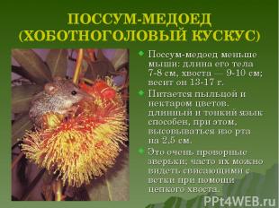 ПОССУМ-МЕДОЕД (ХОБОТНОГОЛОВЫЙ КУСКУС) Поссум-медоед меньше мыши: длина его тела