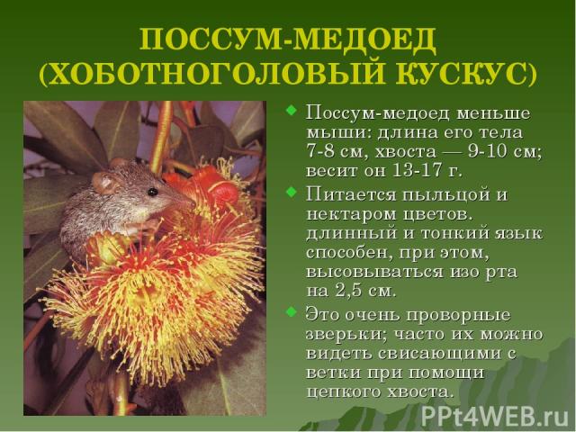ПОССУМ-МЕДОЕД (ХОБОТНОГОЛОВЫЙ КУСКУС) Поссум-медоед меньше мыши: длина его тела 7-8 см, хвоста — 9-10 см; весит он 13-17 г.  Питается пыльцой и нектаром цветов. длинный и тонкий язык способен, при этом, высовываться изо рта на 2,5 см. Это очень пров…