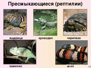 Пресмыкающиеся (рептилии) ящерица черепаха крокодил хамелеон змея