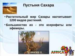 Пустыня Сахара Растительный мир Сахары насчитывает 1200 видов растений. Большинс