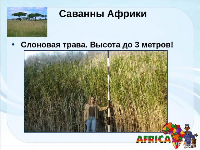 Саванны Африки Слоновая трава. Высота до 3 метров!