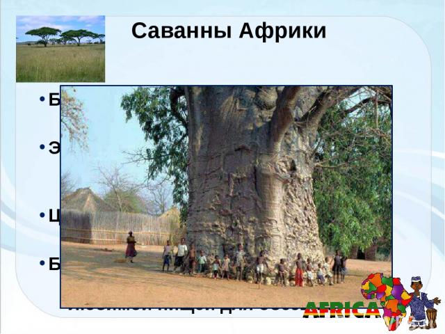 Баобаб. Высота дерева достигает 25 метров! Это деревья-долгожители, возраст некоторых достигает 4-5 тысяч лет! Цветёт баобаб несколько месяцев. Цветок живёт лишь одну ночь! Баобаб ещё называют 