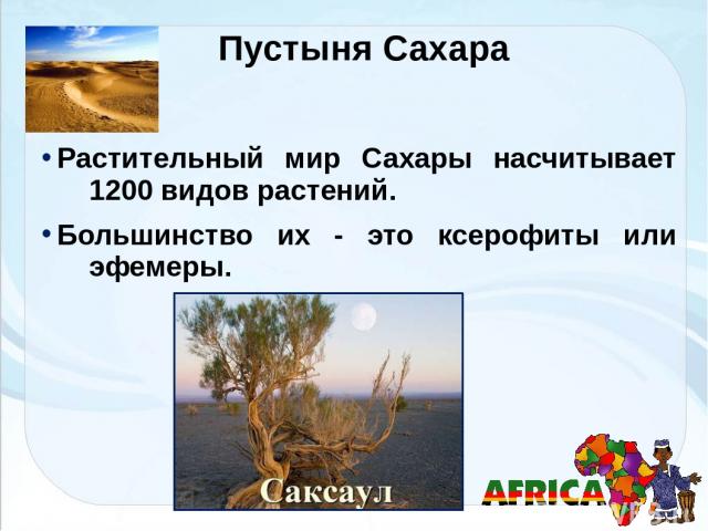 Пустыня Сахара Растительный мир Сахары насчитывает 1200 видов растений. Большинство их - это ксерофиты или эфемеры.
