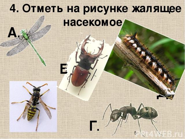 4. Отметь на рисунке жалящее насекомое. А. Б. В. Д. Г.