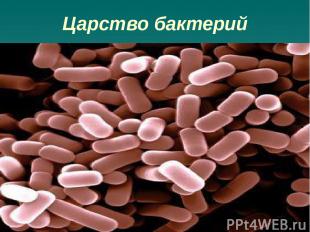 Царство бактерий