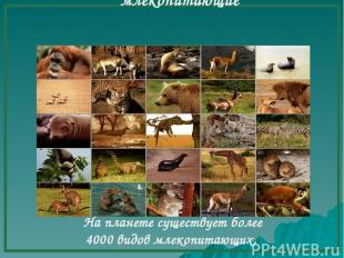 млекопитающие На планете существует более 4000 видов млекопитающих.
