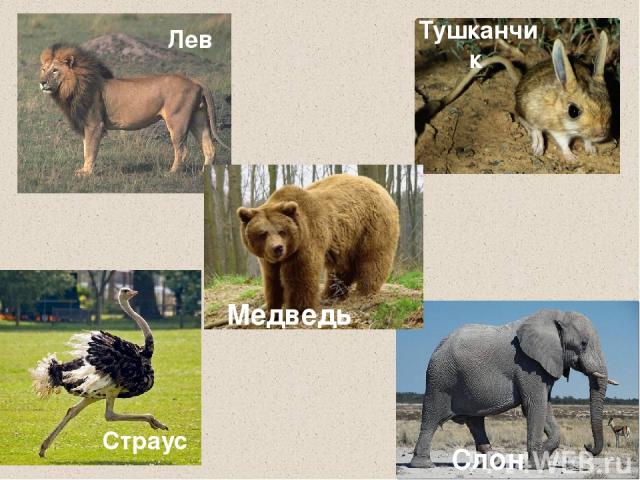 Страус Тушканчик Слон Лев Медведь