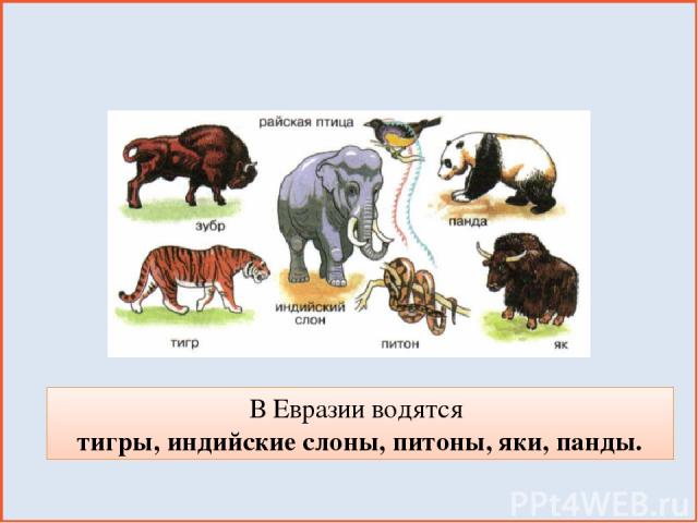 В Евразии водятся тигры, индийские слоны, питоны, яки, панды.