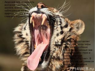 Амурский тигр на редкость молчалив: некоторые зоологи, многие годы наблюдавшие е
