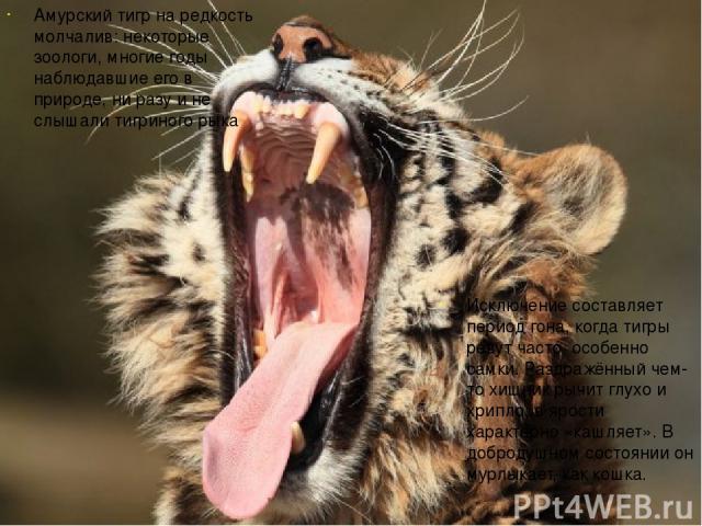 Амурский тигр на редкость молчалив: некоторые зоологи, многие годы наблюдавшие его в природе, ни разу и не слышали тигриного рыка Исключение составляет период гона, когда тигры ревут часто, особенно самки. Раздражённый чем-то хищник рычит глухо и хр…