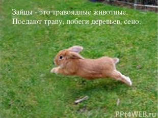 Зайцы - это травоядные животные. Поедают траву, побеги деревьев, сено.