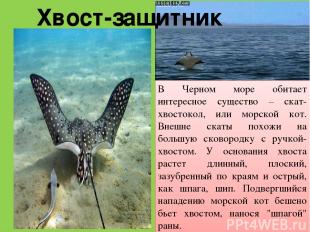 Хвост-защитник В Черном море обитает интересное существо – скат-хвостокол, или м