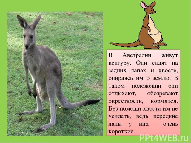 В Австралии живут кенгуру. Они сидят на задних лапах и хвосте, опираясь им о землю. В таком положении они отдыхают, обозревают окрестности, кормятся. Без помощи хвоста им не усидеть, ведь передние лапы у них очень короткие.