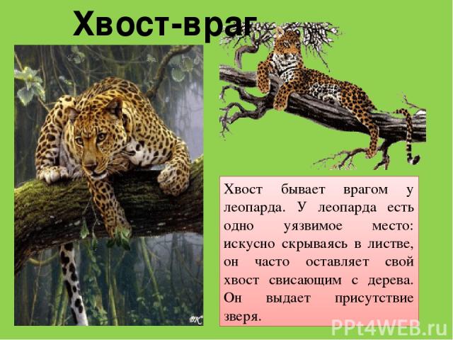 Хвост бывает врагом у леопарда. У леопарда есть одно уязвимое место: искусно скрываясь в листве, он часто оставляет свой хвост свисающим с дерева. Он выдает присутствие зверя. Хвост-враг