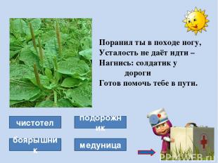Крапива Крапива - это многолетнее травянистое растение семейства крапивных. Лист