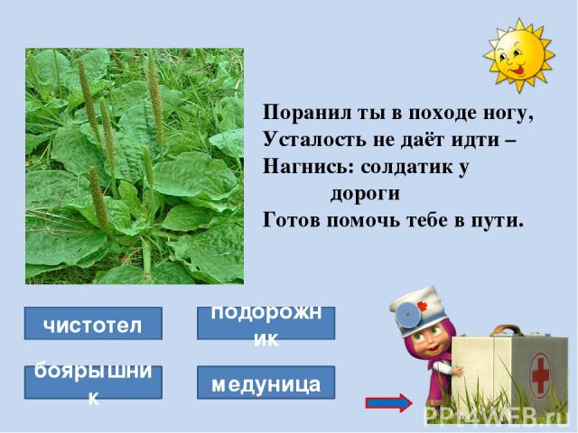 Крапива Крапива - это многолетнее травянистое растение семейства крапивных. Листья и стебель крапивы покрыты мелкими жгучими волосками, обжигающими кожу. В листьях крапивы содержится большое количество органических кислот, витаминов, микроэлементов.…