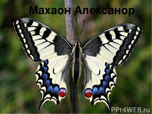 Махаон Алексанор